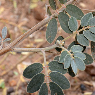 Senna covesii, Coves' Cassia Senna covesii, Coves' Cassia